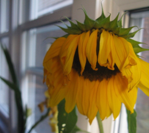 The end of the sunflower